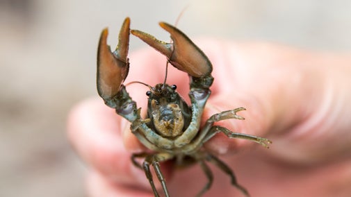 A native White-clawed crayfish at Wallington, Northumberland